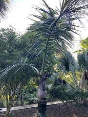 Pseudophoenix sargentii