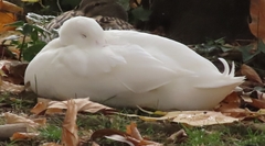 Anas platyrhynchos domesticus