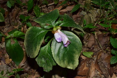 Hemiboea gracilis