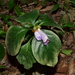 Hemiboea gracilis - Photo (c) 江国彬,  זכויות יוצרים חלקיות (CC BY-NC), הועלה על ידי 江国彬