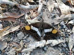 Doxocopa laure laure