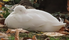 Anas platyrhynchos domesticus
