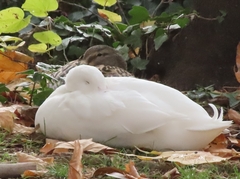 Anas platyrhynchos domesticus
