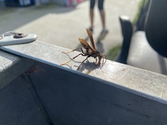 Polistes major major