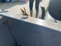 Polistes major major