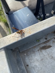 Polistes major major