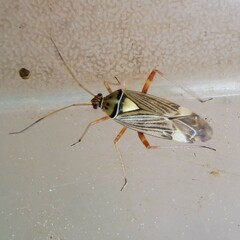 Rhabdomiris striatellus