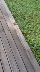 Calotes versicolor