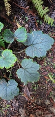 Heuchera micrantha