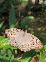 Junonia atlites atlites