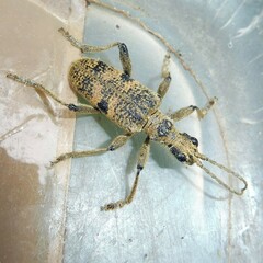 Rhagium mordax