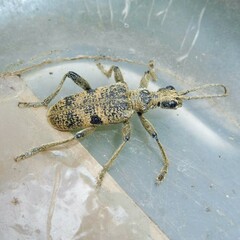 Rhagium mordax