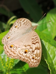 Junonia atlites atlites