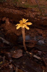 Dendrosphaera eberhardtii