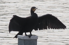 Phalacrocorax carbo