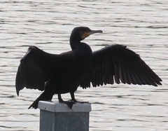 Phalacrocorax carbo