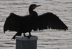 Phalacrocorax carbo