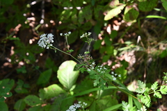 Kitagawia terebinthacea