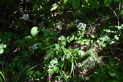 Kitagawia terebinthacea