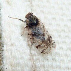 Tachycixius pilosus