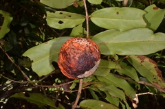 Salacia