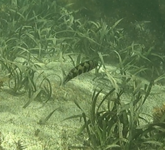 Eupetrichthys angustipes