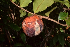 Salacia