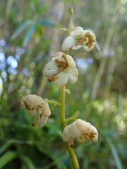 Pyrola morrisonensis
