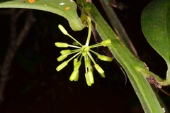 Smilacaceae