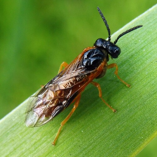 Common Sedge-sawfly photo 3