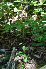 Patrinia scabiosifolia