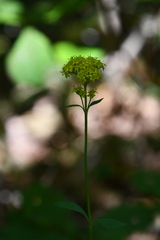 Patrinia scabiosifolia