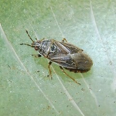 Chilacis typhae