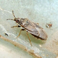 Chilacis typhae