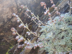 Artemisia kawakamii