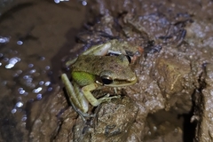 Chalcorana chalconota