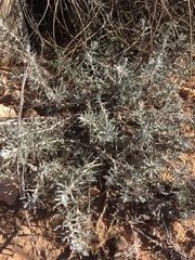 Helichrysum stoechas