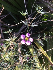 Fagonia cretica