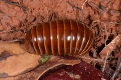 Zephroniidae