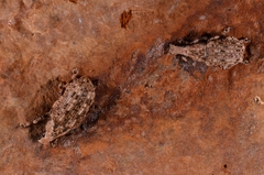 Anthribidae