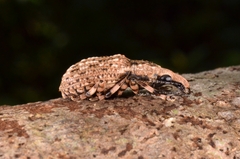 Anthribidae
