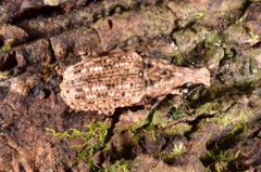 Anthribidae