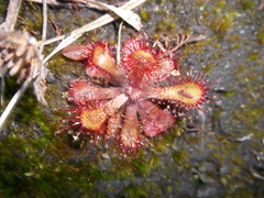 Drosera venusta