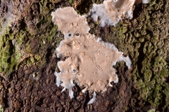 Ramaricium polyporoideum