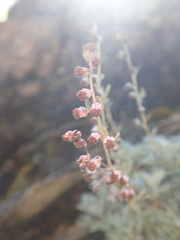 Artemisia kawakamii