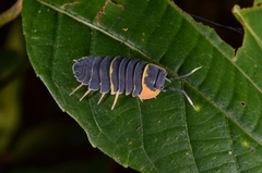 Armadillidae