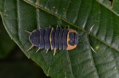 Armadillidae