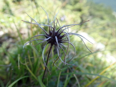 Clematis tsugetorum