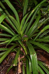Pandanaceae