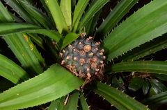 Pandanaceae